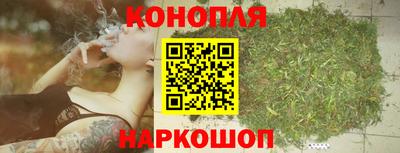 крисы Кингисепп